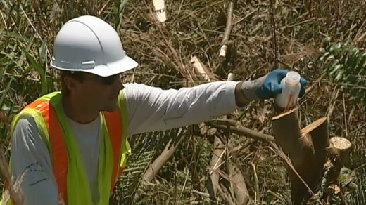 Killing invasive albizia along the Puainako Steet Extension