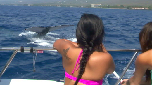 Humpback whale meets students off Kona coast