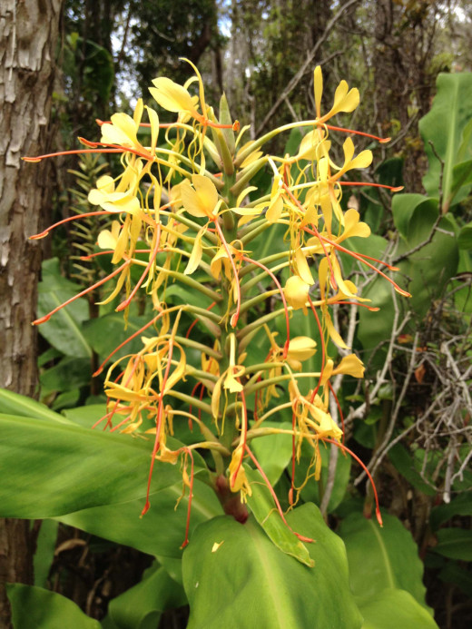 NPS photo: Himalayan ginger