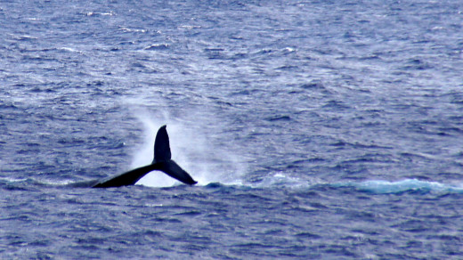 Photo of a humpback whale near Ka‘ena Point in Hawaii Volcanoes National Park taken January 2014; courtesy of Thomas C. Stein.