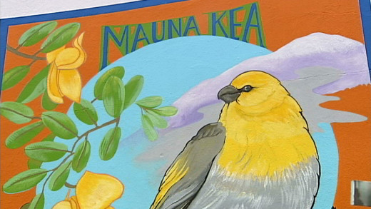 Palila bird mural by Kathleen Kam