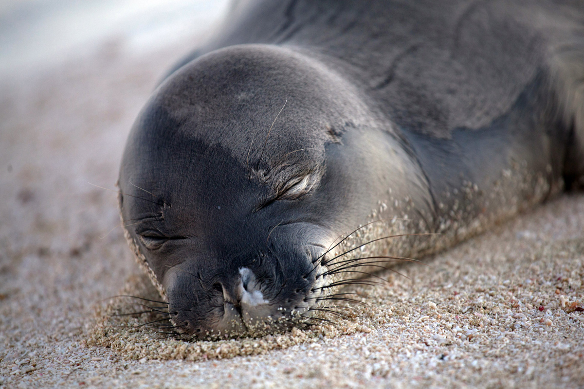 Photo courtesy The Marine Mammal Center / NOAA