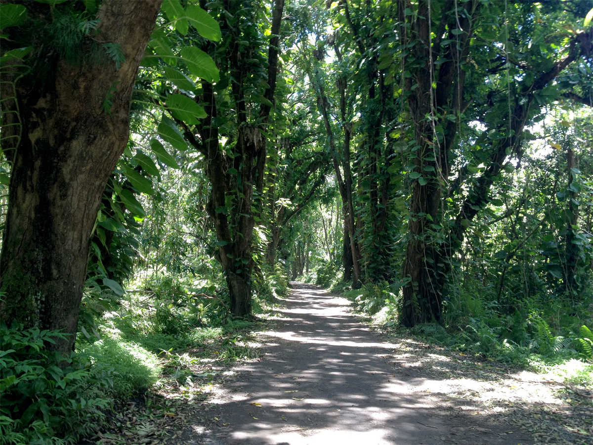 Government Beach Road's giant mangoes are still standing. This grove was just up the road from patch of toppled albizia.