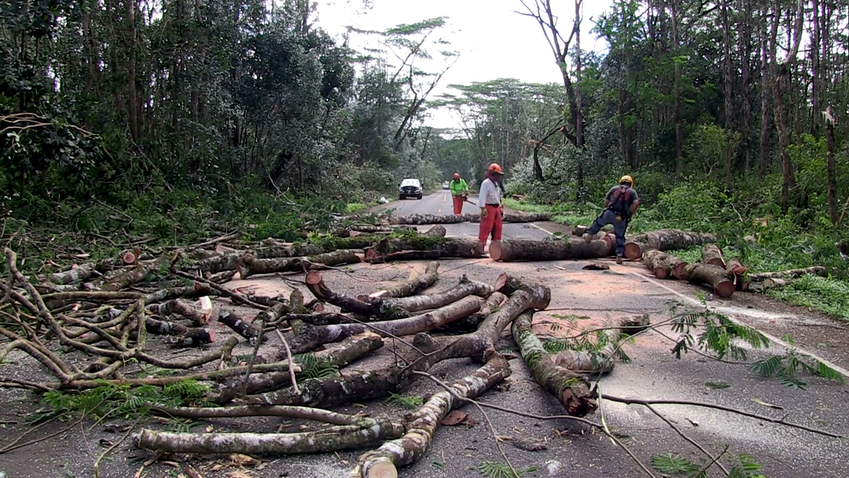 In the wake of Iselle, DLNR DOFAW crews have been hard at work clearing fallen trees in Puna