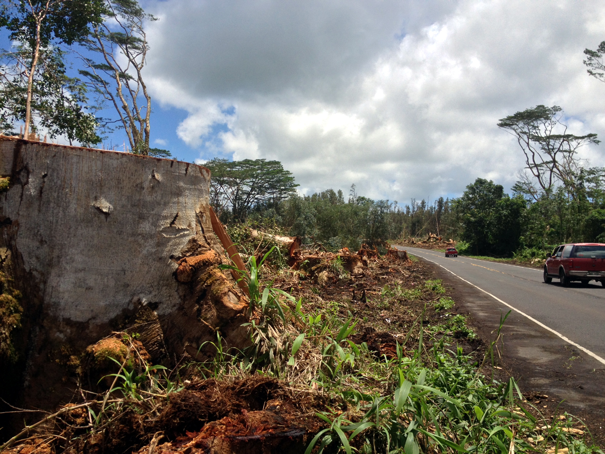 Highway 132 deforested following Iselle, Photo by David Corrigan