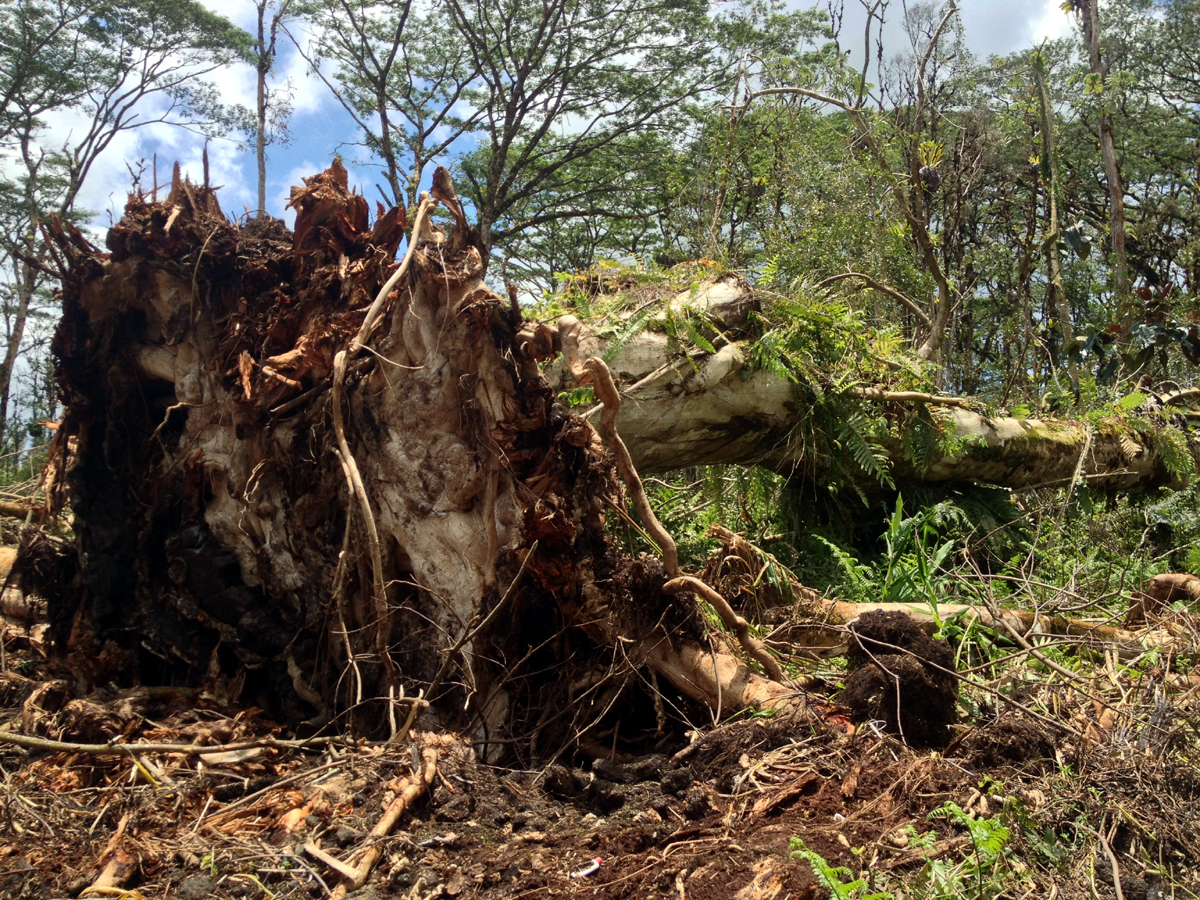 The flat root system of fallen albizia trees, Photo by David Corrigan