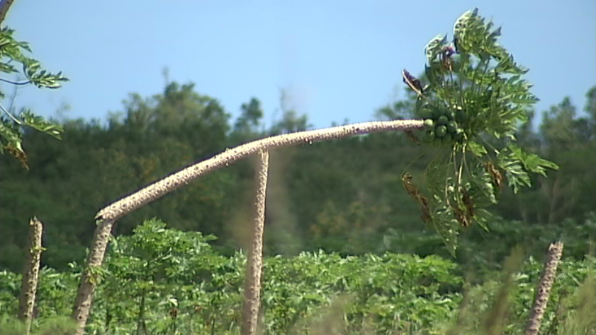Emergency Loans Available For Farmers Following Iselle