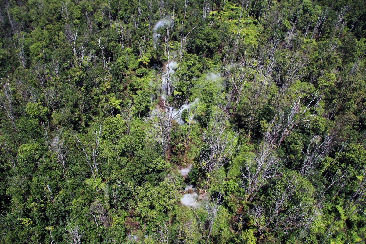 A closer of the new steaming. The thick vegetation obscures direct views of the ground crack, and only a line of steaming and browned vegetation is evident at the surface. (USGS HVO)