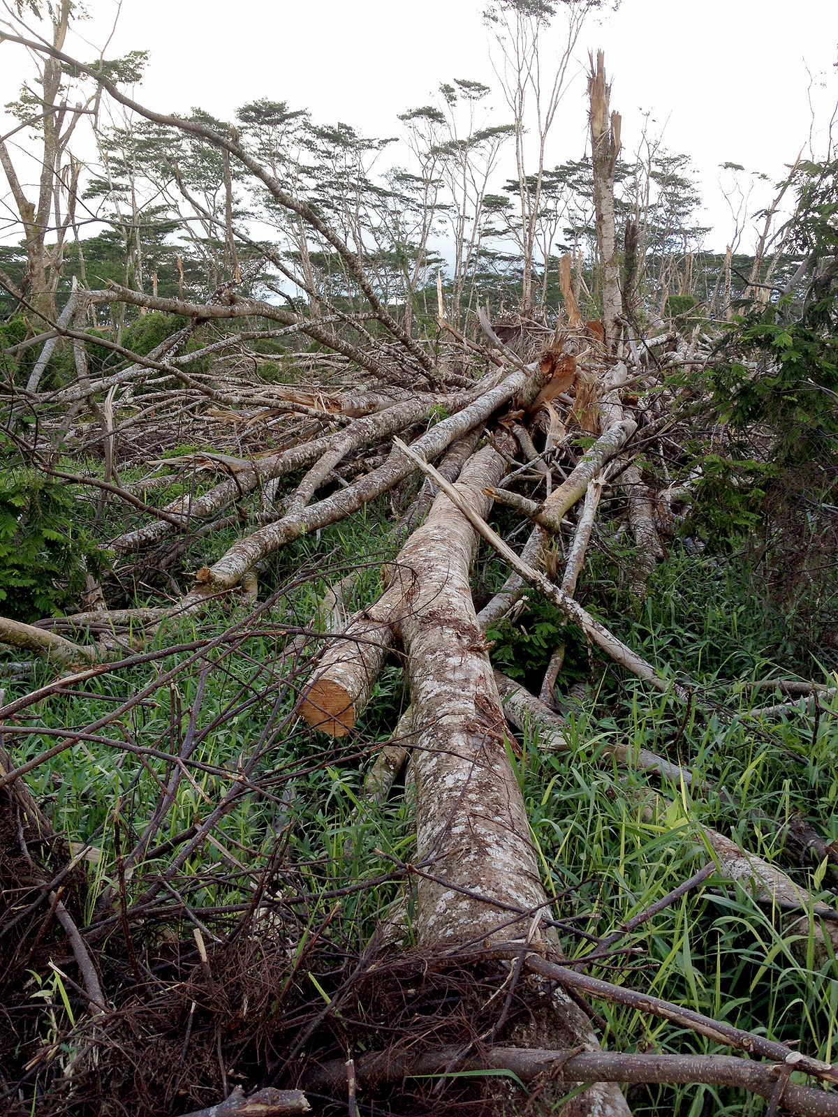 Piles of fallen albizia  cover the forest surrounding Pahoa. This was a common site wherever the invasive tree grows in Puna following Iselle. 