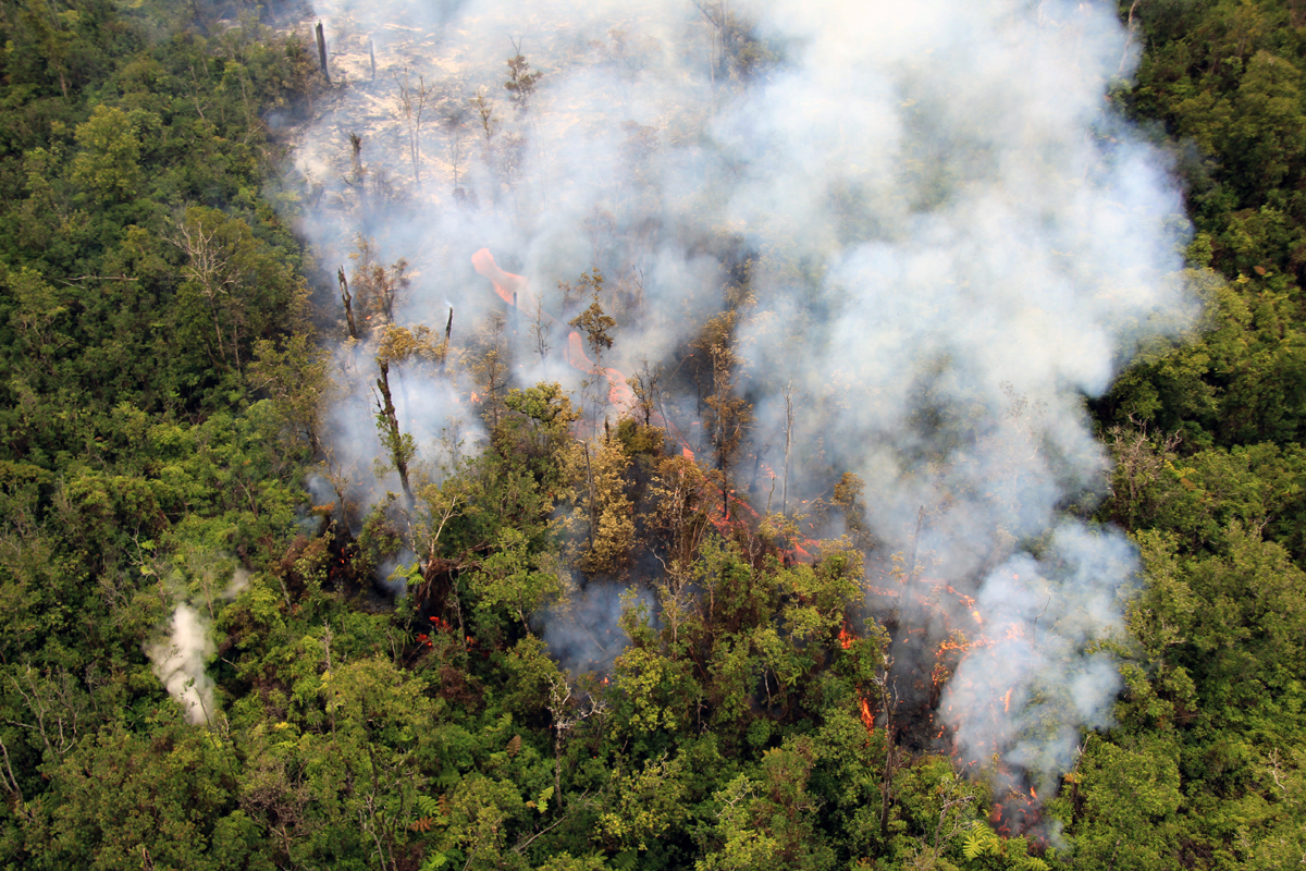 USGS HVO photo: One small portion of the flow front was quite vigorous, with an open stream of lava moving through the forest.