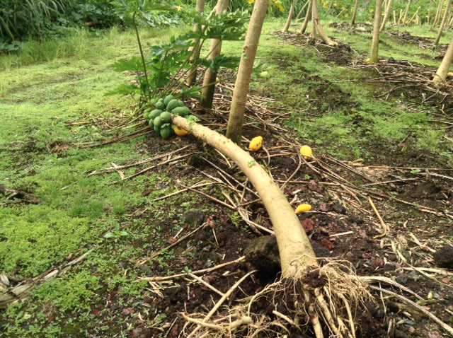 Downed papaya tree, photo courtesy Hawaii Farmers & Ranchers United