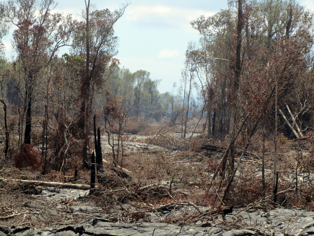 Breakouts remain scattered along the June 27th lava flow, and are not just limited to the flow front. Here surface flows have recently cut a swath through thick forest. (USGS HVO)