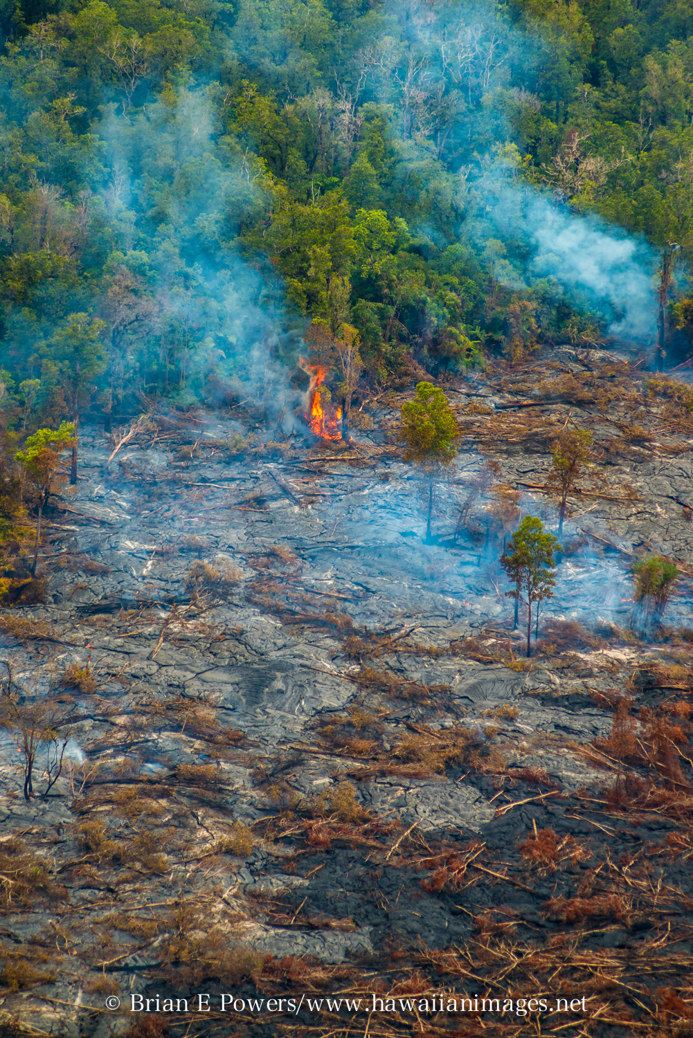 (Courtesy Brian Powers, http://www.hawaiianimages.net ) An ohia tree bursts into flames at the front of the June 27 lava flow on Sunday.