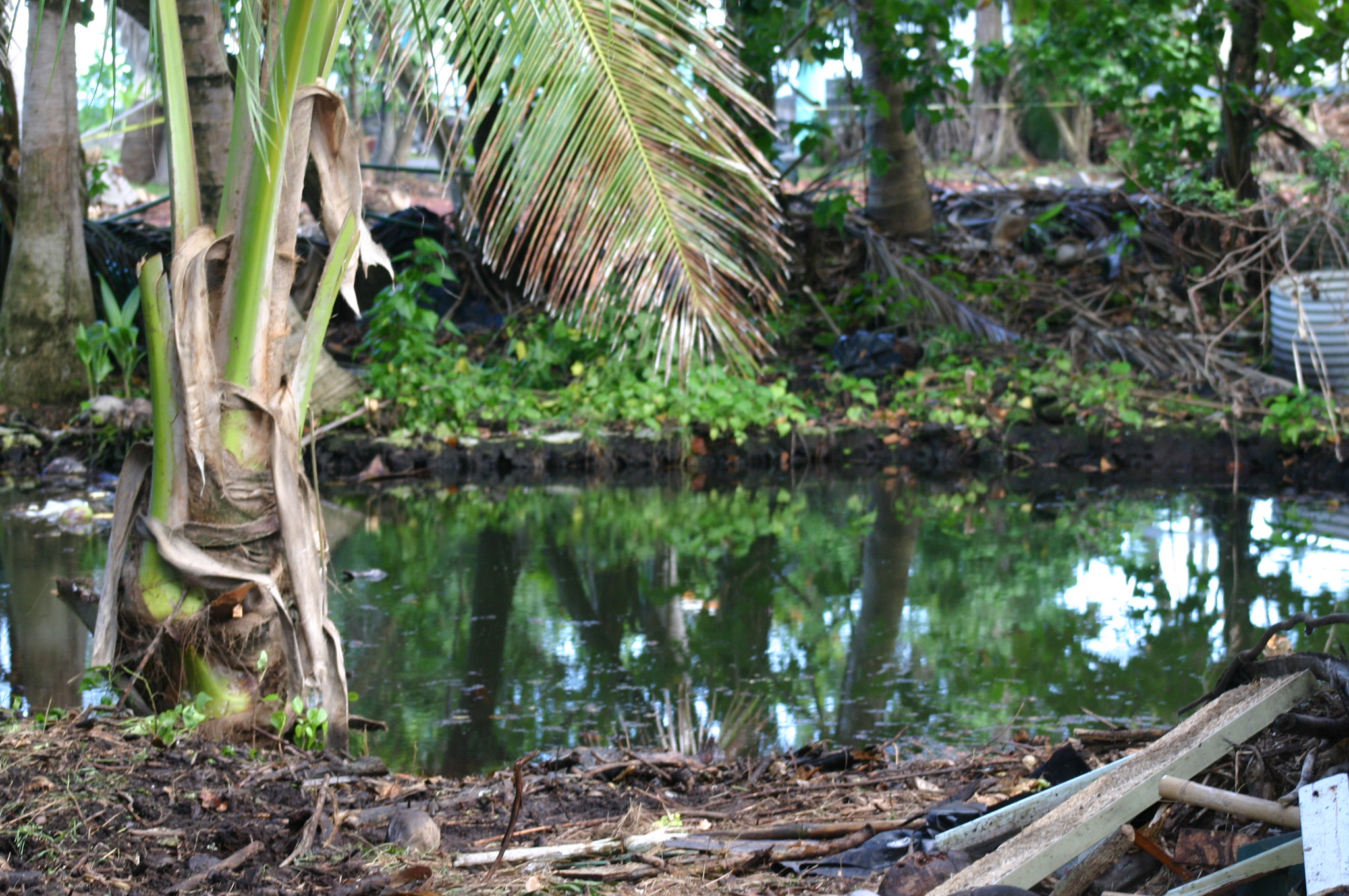 South shore of anchialine pond after ICC cleanup, by Carey Yost