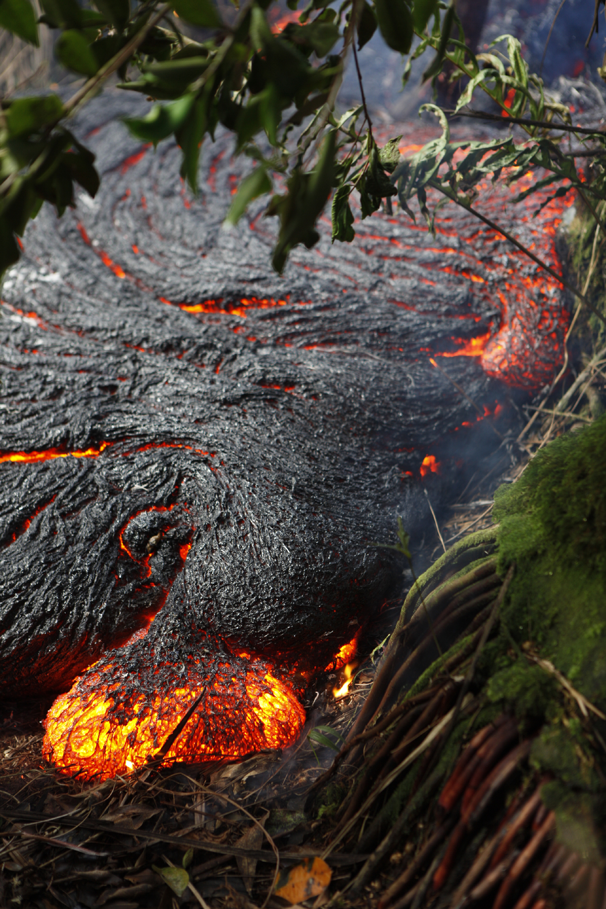 USGS HVO photo shows a pāhoehoe toe oozing out of the northern margin of the June 27th lava flow in thick forest, about 300 meters (328 yards) upslope of the leading edge of the flow.