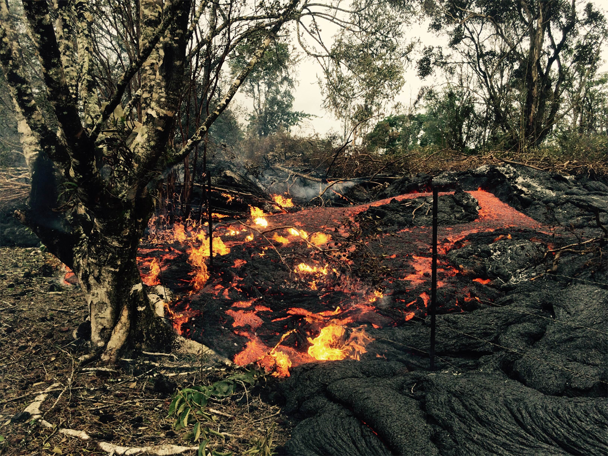 USGS HVO photo shows a small breakout from the inflated June 27th lava flow near the Pāhoa cemetery overwhelming a fence and pushing toward a tree during the late morning of Thursday, November 6, 2014.