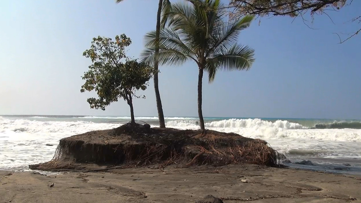 Trees stranded by damaging waves, from video by Visionary Video