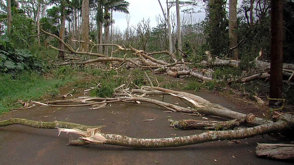 Albizia trees scattered over a Leilani Estates side street.