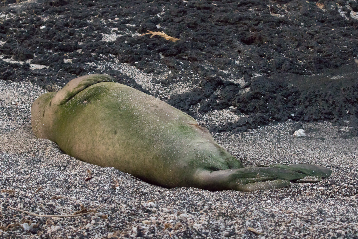 Photograph taken recently of Hawaiian monk seal B-18 at Dog Beach by Julie Steelman.