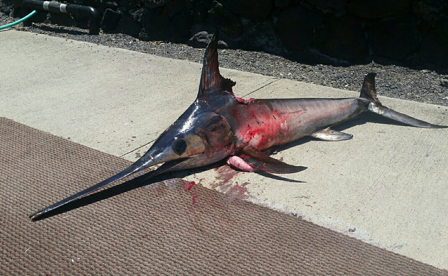 The swordfish that killed Randy Llanes measured about 3 feet long, with a bill length of about 3 feet, and weighed about 40 pounds, according to the state Department of Land and Natural Resources.