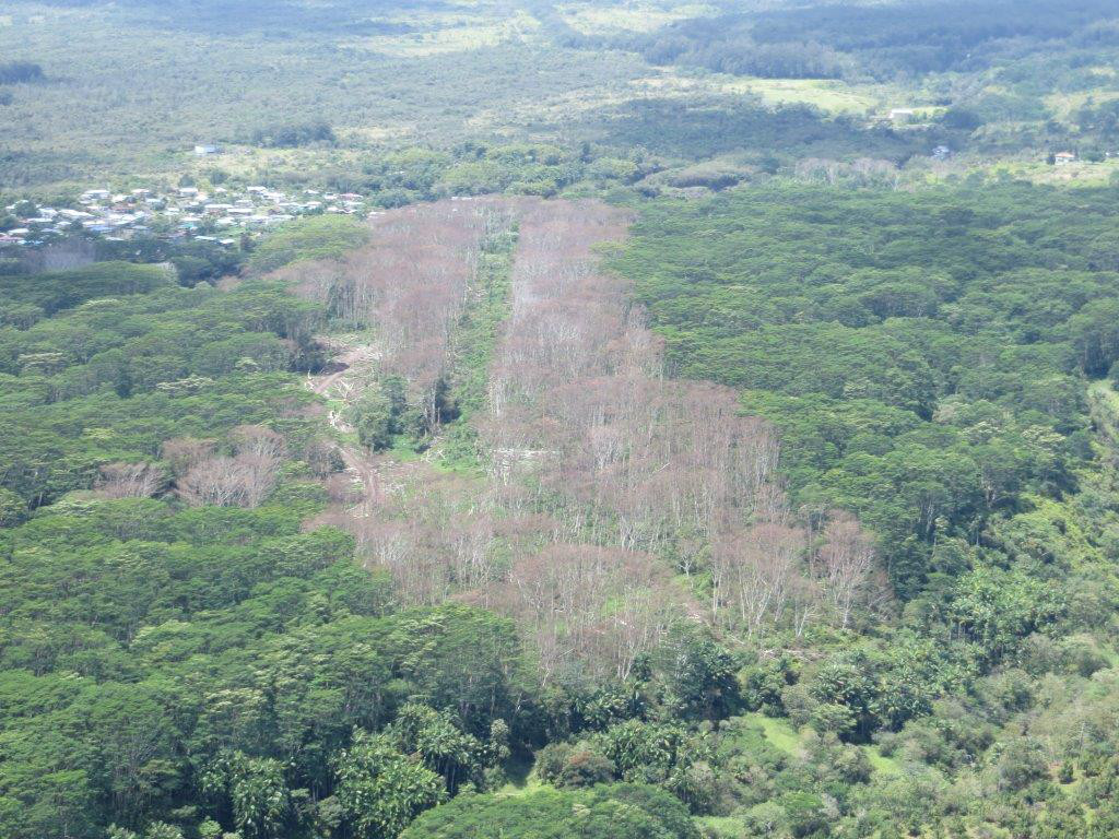 Swath of dead albizia on Hawaii Island, photo courtesy Big Island Invasive Species Committee 