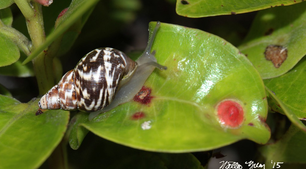 A rare kahuli tree snail (Partulina physa) crawls on an ʻōhiʻa leaf. Once found throughout Hawai‘i Island, its numbers have fallen dramatically over the past 50 years. Today the snail is found only on Kohala Mountain. (Photo © Nate Yuen)