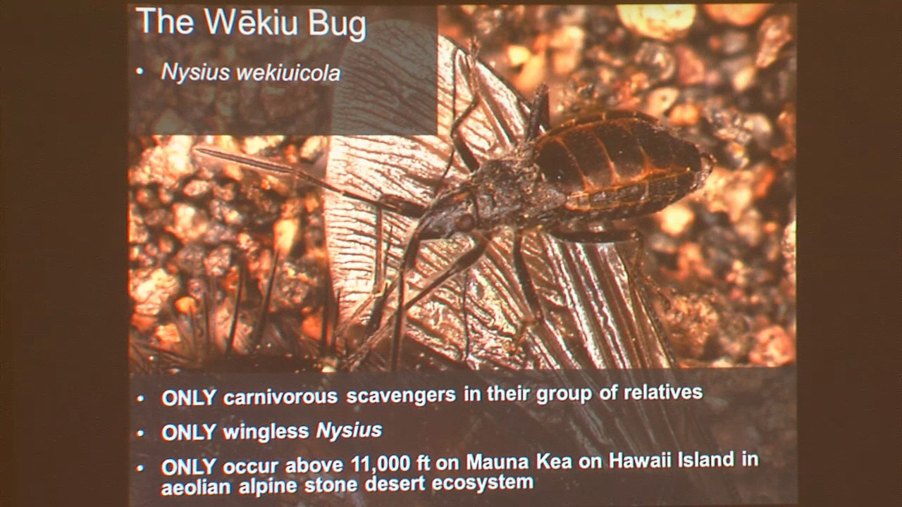 Wekiu bug, courtesy Jesse Eiben's slide presentation