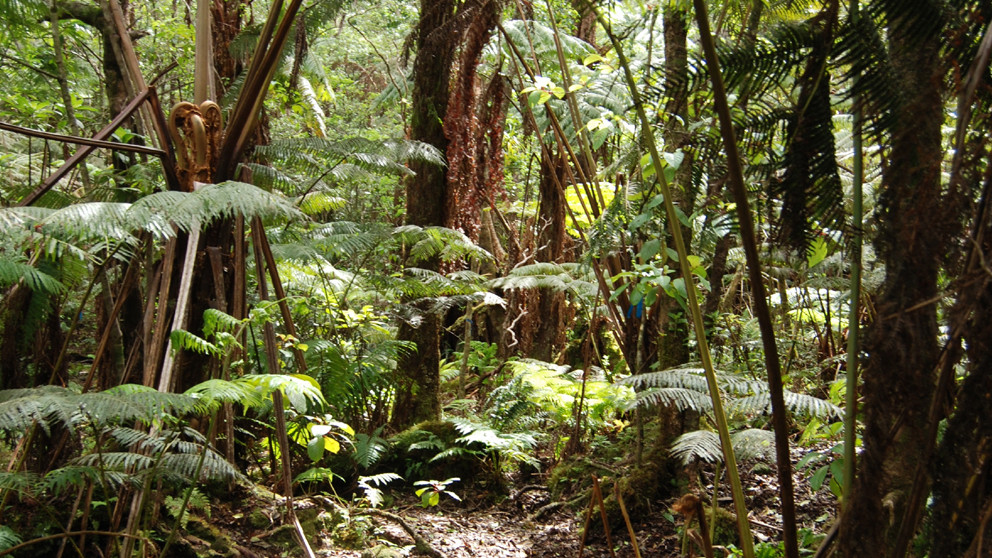 File photo of Pu‘u Maka‘ala Forest Trail (courtesy DOFAW)