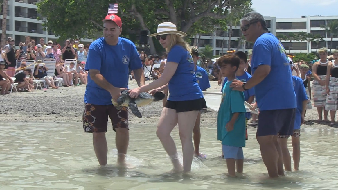A sea turtle is set free at the Mauna Lani on July 4th. Photo is from video provided by the resort.