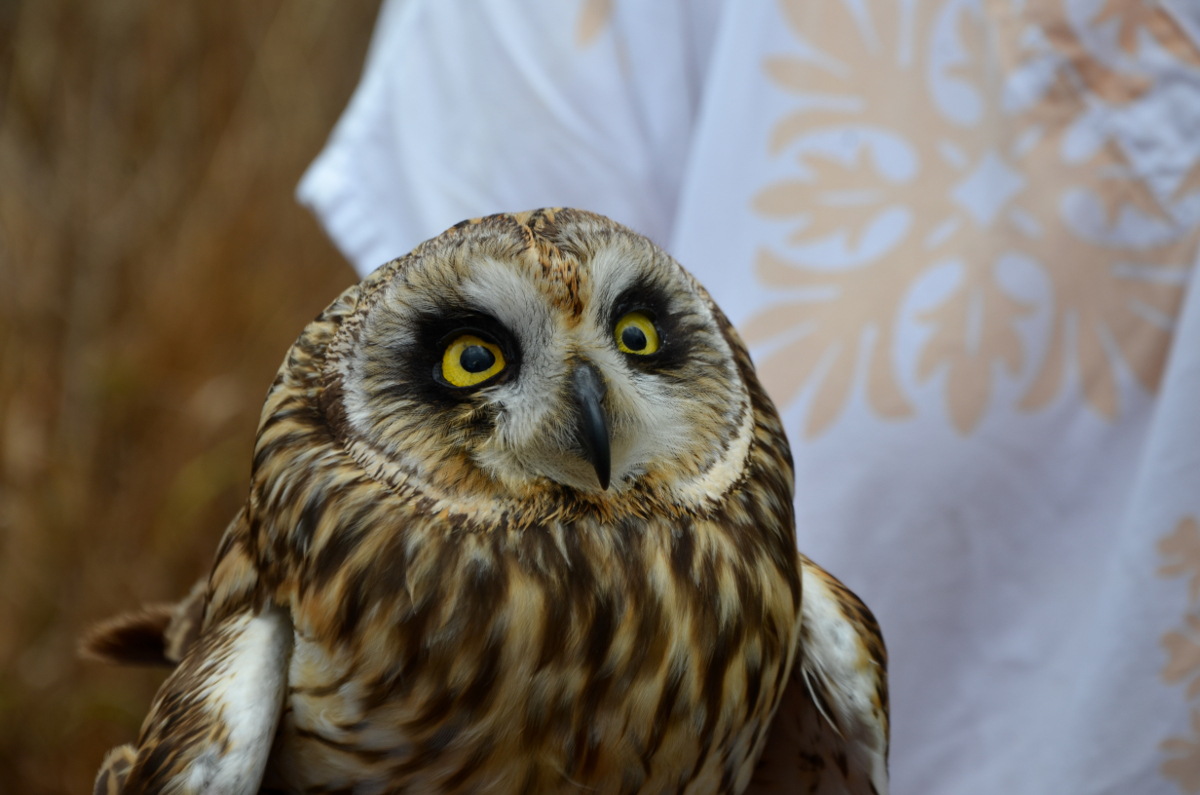 Injured Lana‘i Pueo, courtesy Hawai‘i Wildlife Center