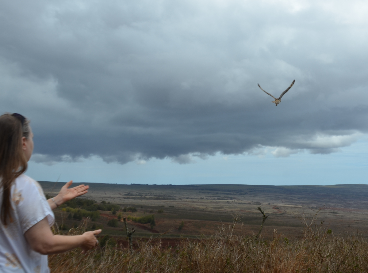 Pueo released, courtesy Hawai‘i Wildlife Center