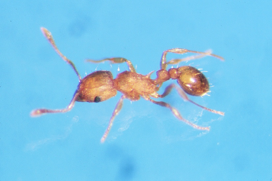 Little Fire Ant, photo courtesy Hawaii Department Of Agriculture