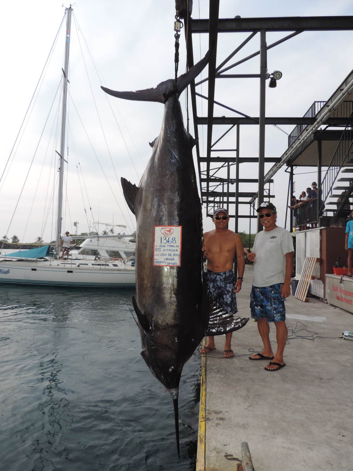 Photo of Guy Kitaoka's 1368 lb. blue marlin courtesy The Charter Desk.