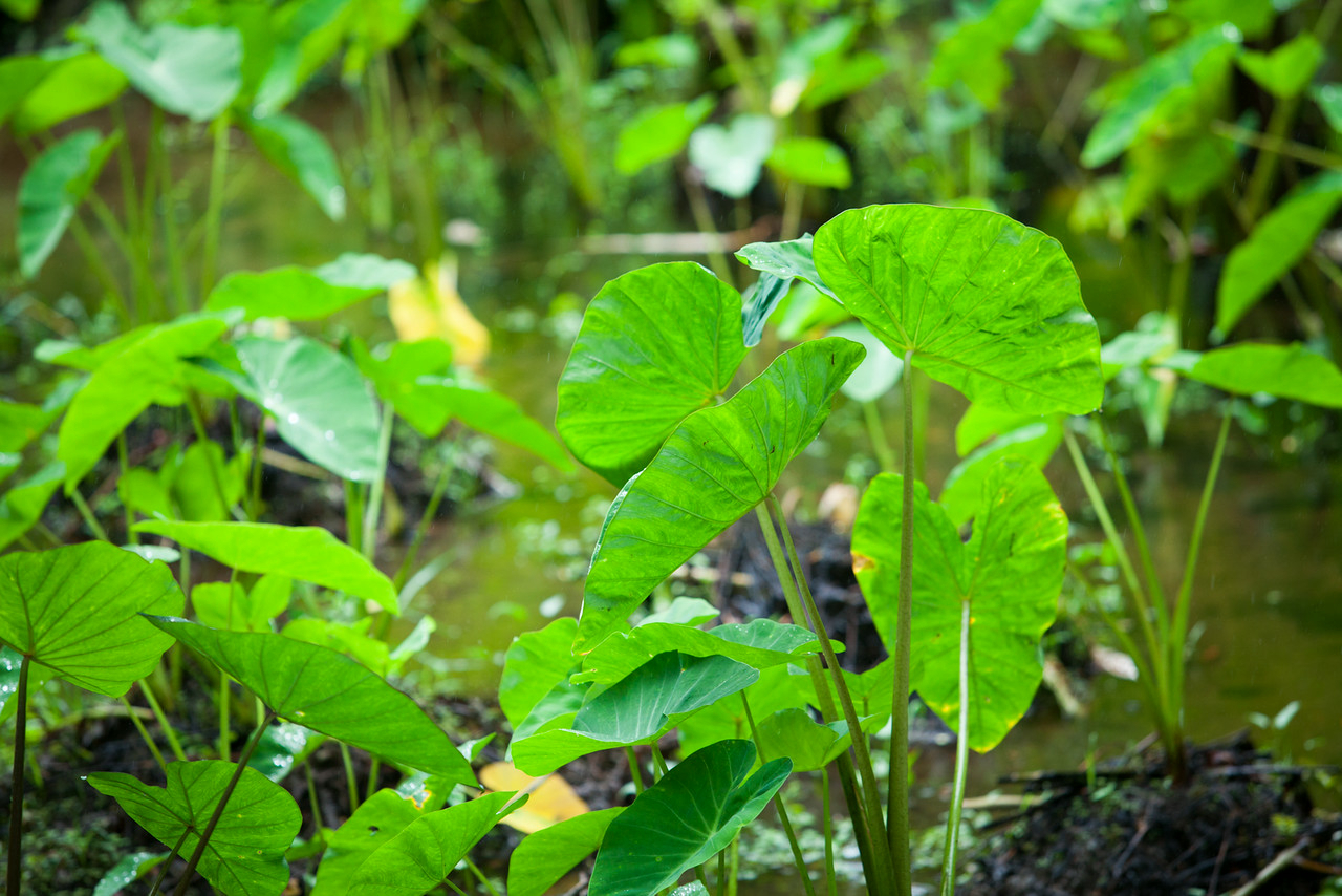 Waipi'o Valley kalo, Photo by Anna Pacheco for The Feeding Leaf