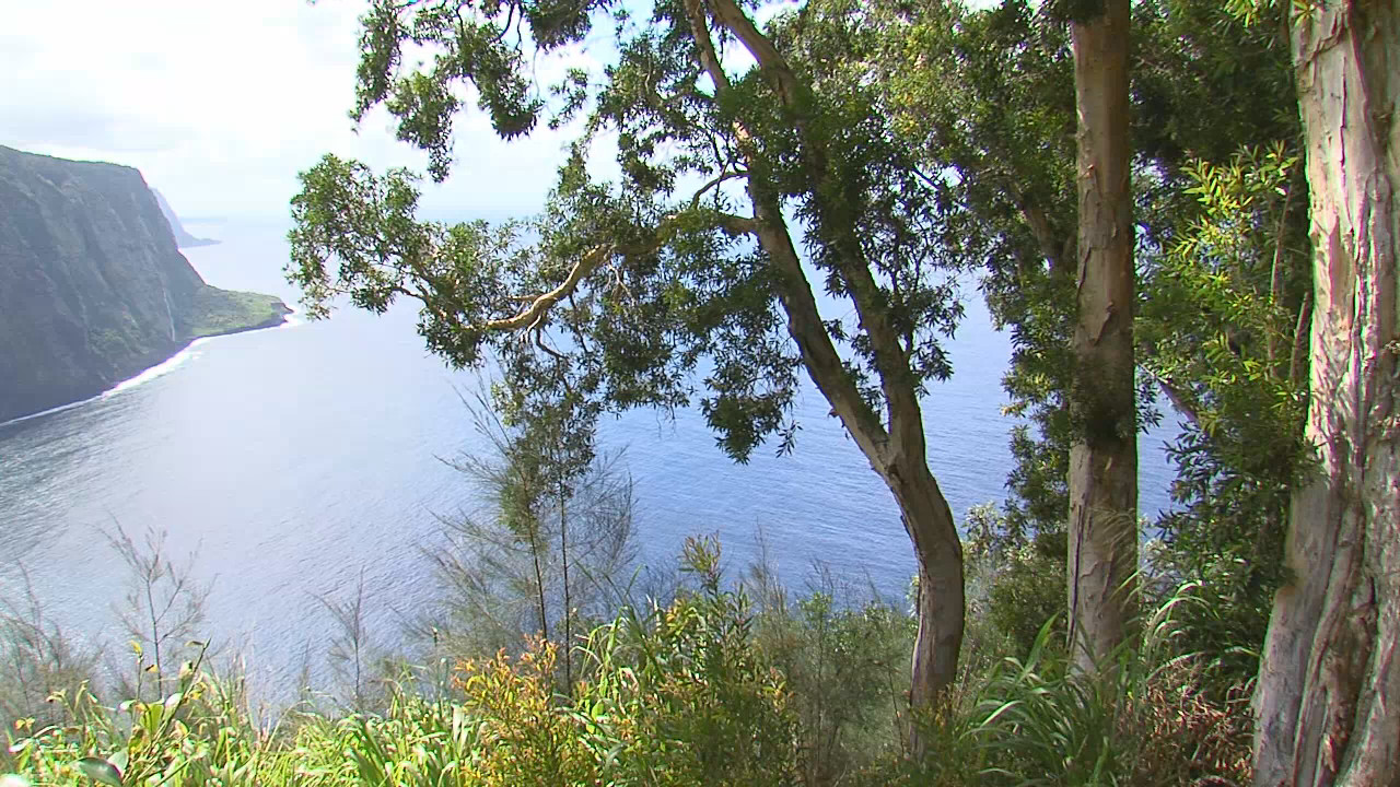 Trees perched on the Waipi'o Valley overlook