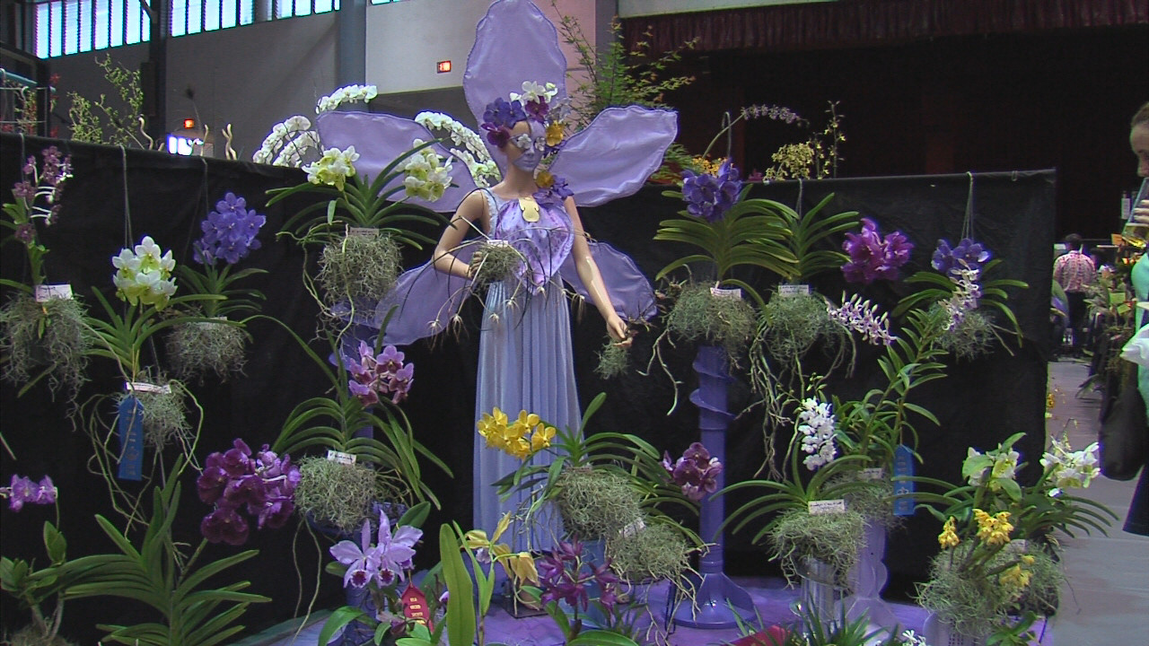 Orchids Avant-Garde in Hilo
