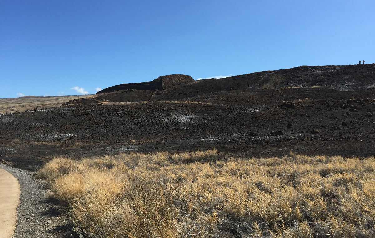 90 percent of the vegetation on the park’s 80 acres. Pu‘ukoholā Heiau is in the background. (NPS photo)