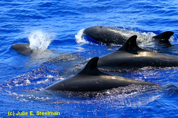 (PHOTO via Cascadia Research Collective) This photo of “Cluster 2”, the rarest group of false killer whales from the endangered Main Hawaiian Islands population, was taken on June 6, 2015 off the Big Island. Researches say they satellite tagged three whales in the group and are still getting information from one of the tags. The tag transmits on 1 out of every 5 days. It last transmitted on September 22nd off Kohala.