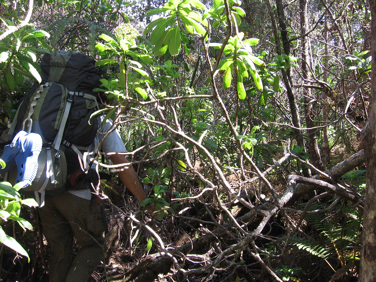 An HVO field geologist must make his way through dense forest to map the full extent of an old Mauna Loa lava flow.  USGS photo.