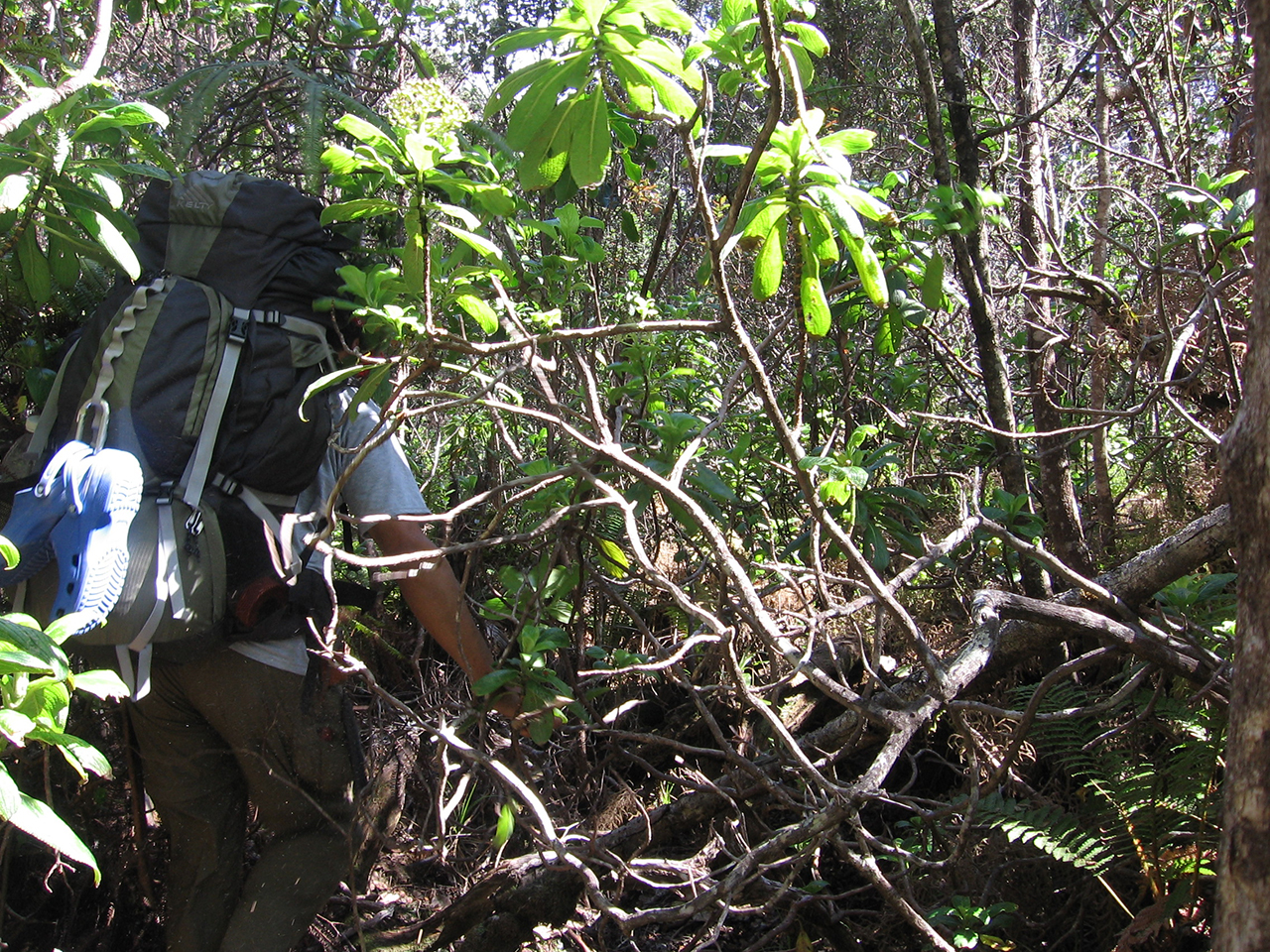 An HVO field geologist must make his way through dense forest to map the full extent of an old Mauna Loa lava flow. USGS photo.
