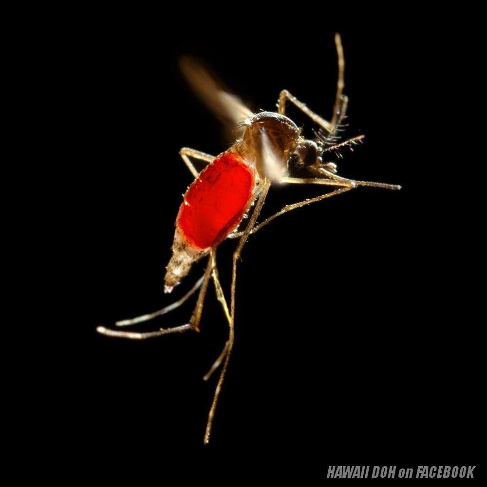 2015-11-05 dengue