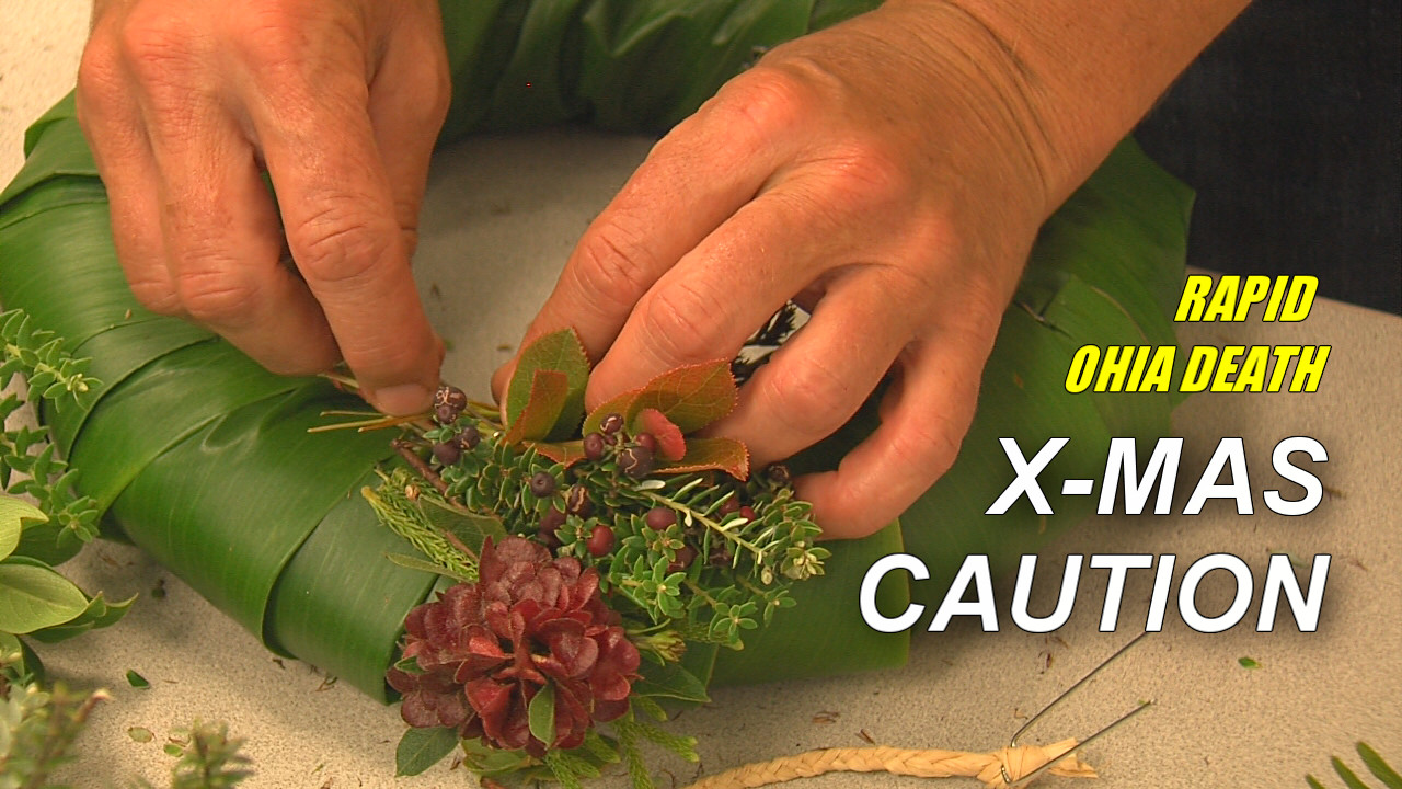 VIDEO: Rapid Ohia Death Alters Holiday Tradition