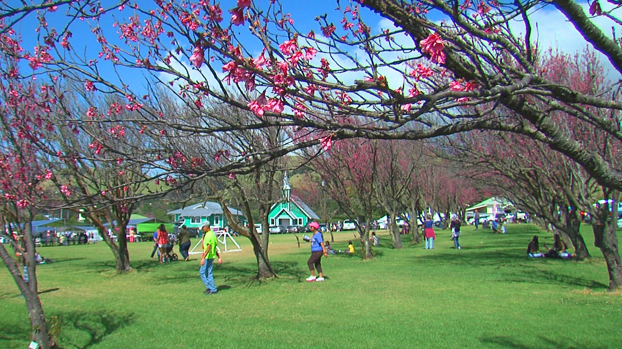 Church Row Park in bloom, Feb. 6, 2016