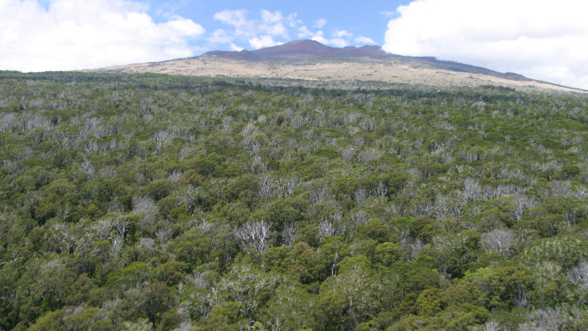 Laupahoehoe Forest Management Plan Open For Comment