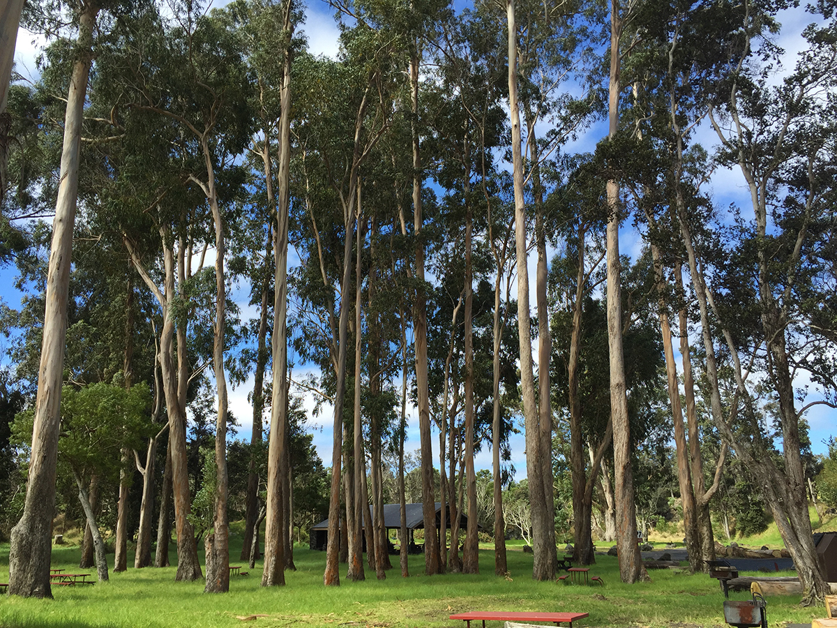 The eucalyptus grove remains intact at the pavilion. photo by NPS.