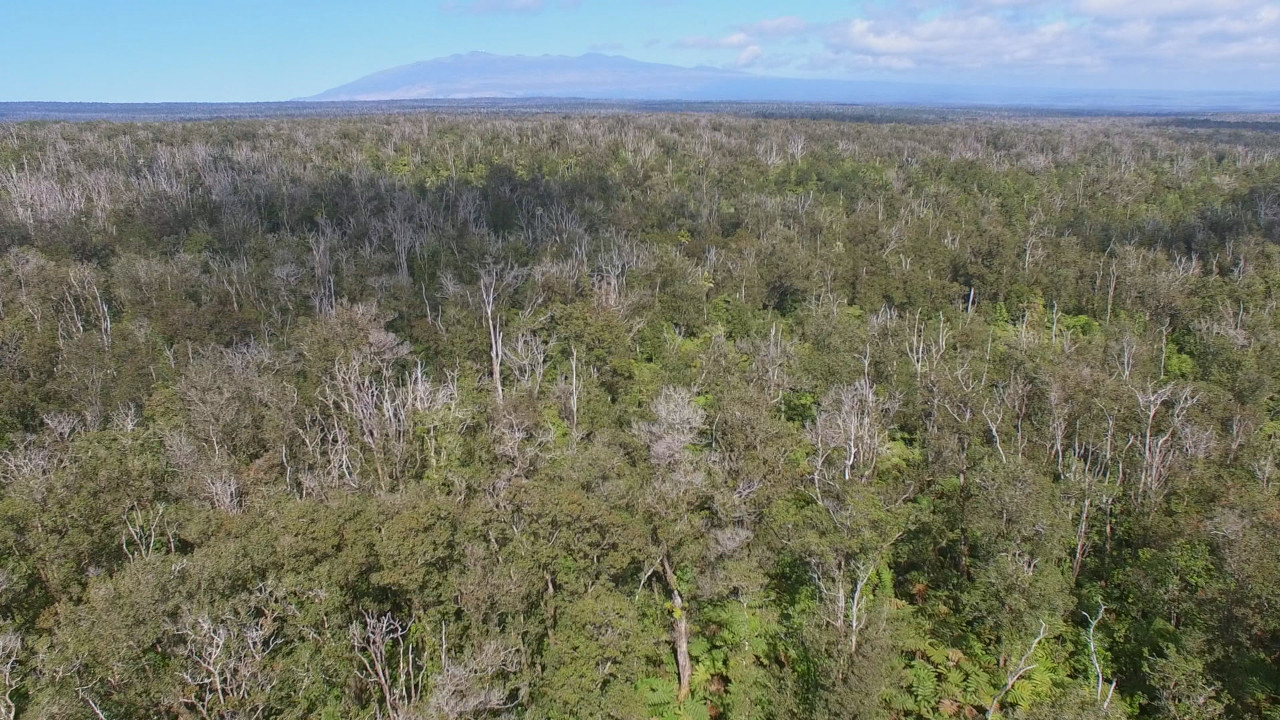 Rapid Ohia Death seen from above, image from video courtesy the University of Hawaii.