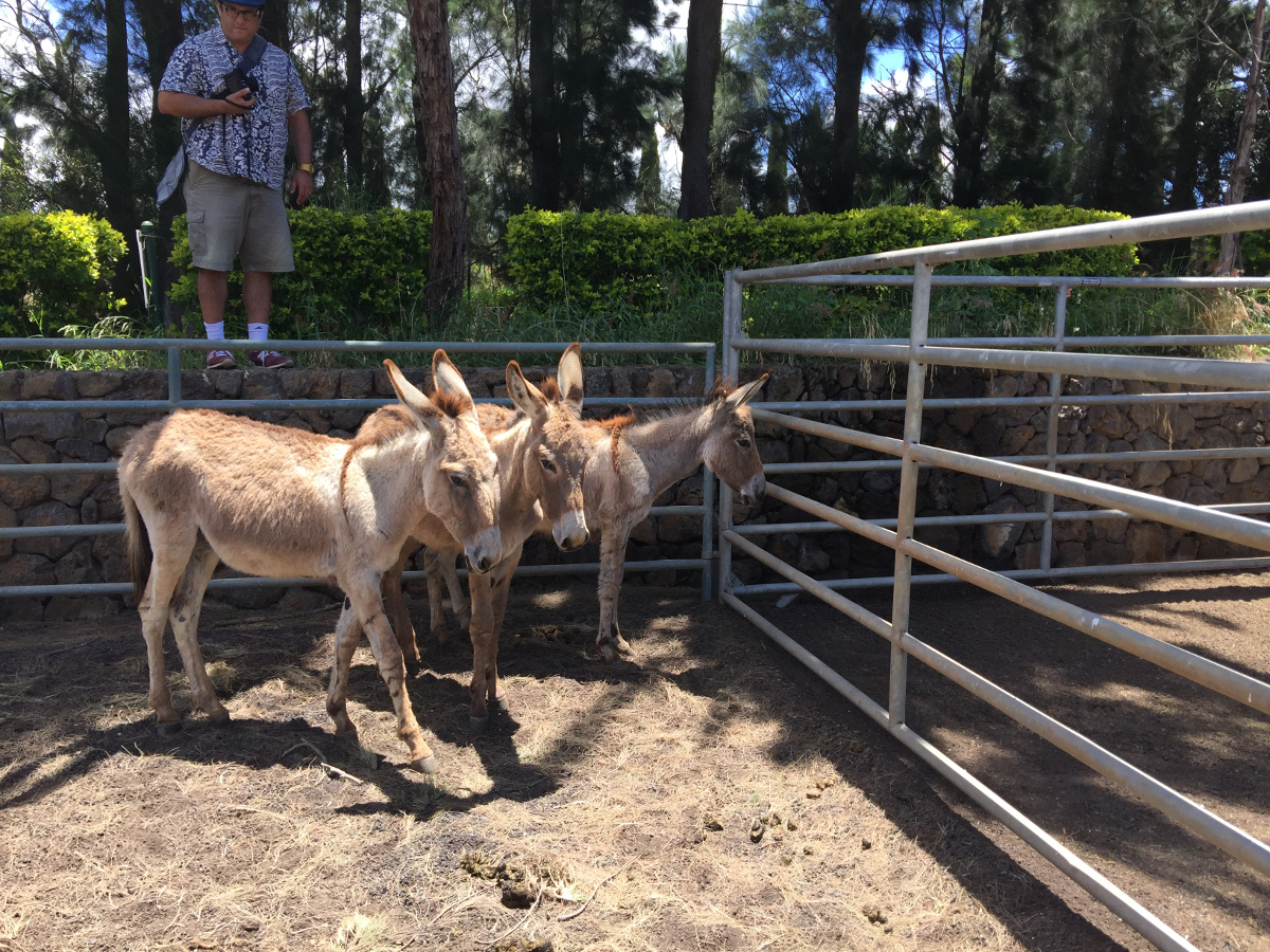 Waikoloa donkeys prepared for adoption, photo courtesy HSUS.