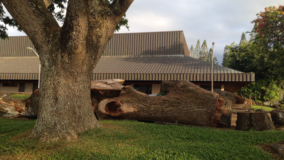 One of the cut trees at Kamehameha Park, photo provided by Coert Olmsted and Lisa Andrews.