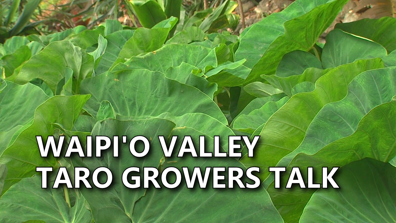 VIDEO: Waipio Valley Kalo Culture Discussed