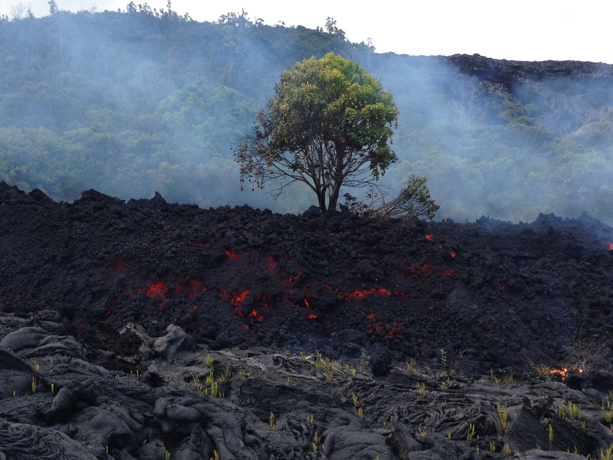 (USGS photo) A mango tree is surrounded by the ʻaʻā flow.